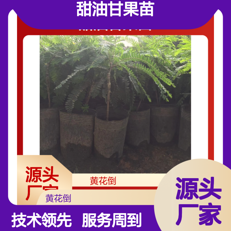 甜油甘果苗 实生繁殖 基地直供 果园优选 产量高效
