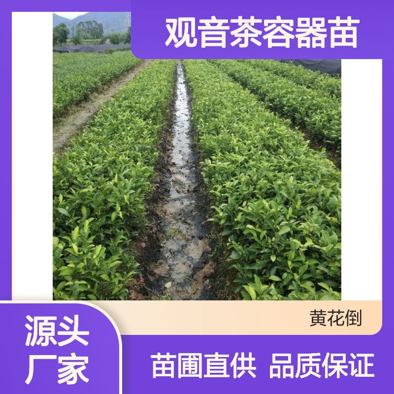 苗木合作社自营金观音茶容器苗 苗圃产地直供品质保证种植技术分享
