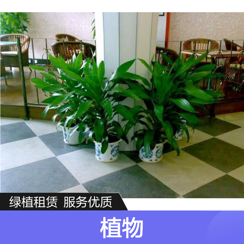 办公室酒店绿植租赁服务 南韵竹风 气派典雅 环境协调