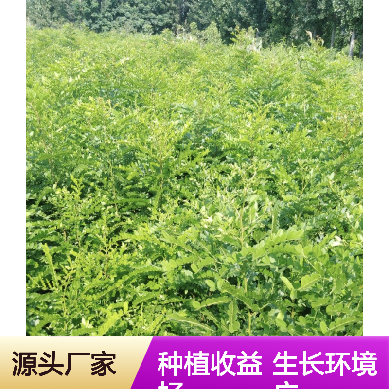 产地批发猪牙皂种苗 种植收益好荒山农田均可种植