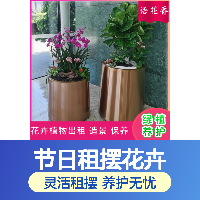 节日租摆花卉 蝴蝶兰盆栽 室内外绿化改造 短期长期灵活租赁