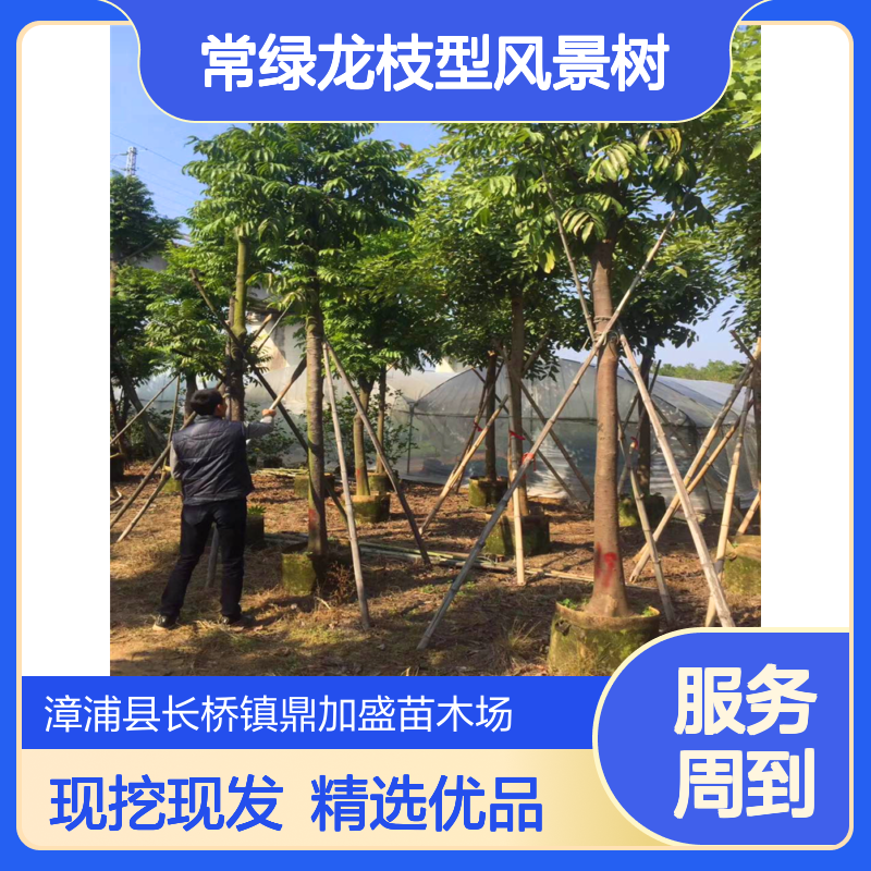 鼎加盛仁面子树基地苗 1318公分常绿龙枝型风景树 土球50cm
