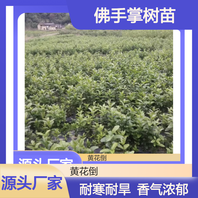佛手掌树苗 热带植物 栽培简单 生长迅速 耐寒耐旱
