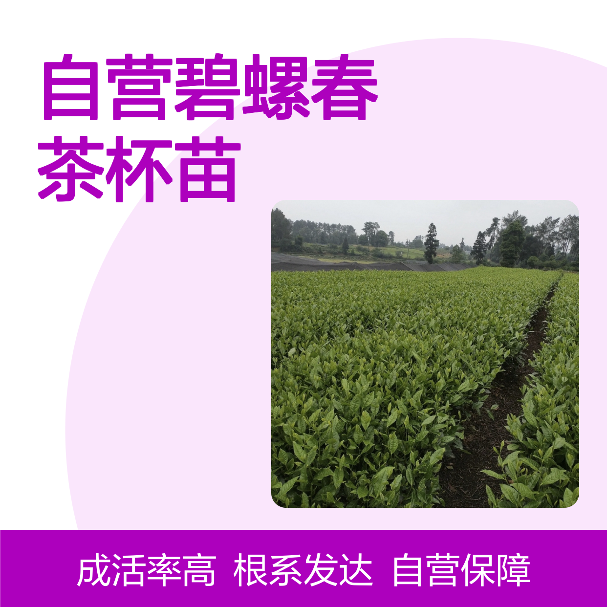 苗木合作社自营碧螺春茶杯苗 多年生根系发达成活高规格齐全