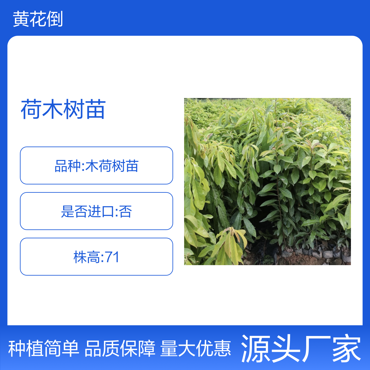 荷木树苗 基地直供 壮苗培育 广繁殖性 管理简单