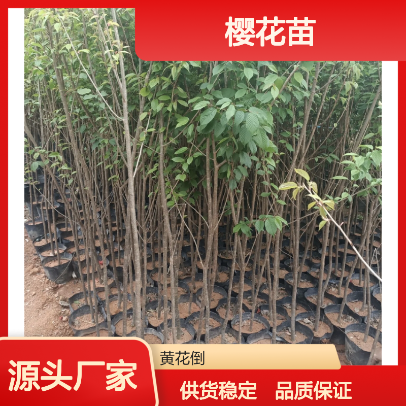 泰国樱花苗 百亩种植园直供 景观优美 纯净浪漫