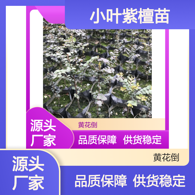 小叶紫檀苗 造林优选 抗风固氮 家具良材 珍稀树种