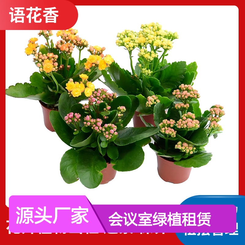 会议室绿植租赁 办公室桌面盆栽 省心省力养护服务