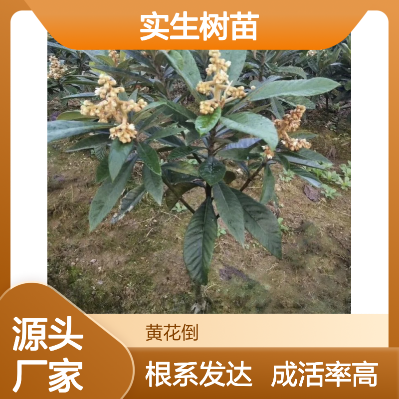 产地批发早钟6号枇杷实生树苗 多年生根系发达 成活高规格齐全