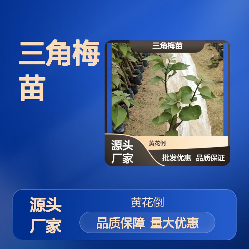 三角梅种植园 袋苗三角梅苗 批发供应 生长迅速