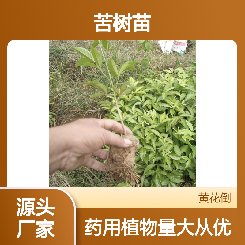 三叉苦树苗 芸香科常绿灌木 批发基地直供 药用价值