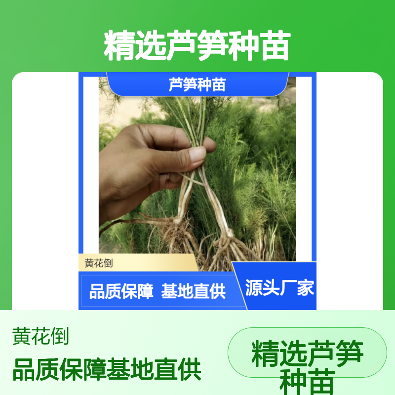 精选芦笋种苗 基地直供批发 品质优良 生长迅速