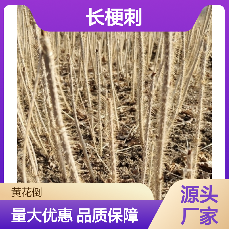 长梗刺五加苗 园林常绿灌木 种植园直供 枝条繁茂