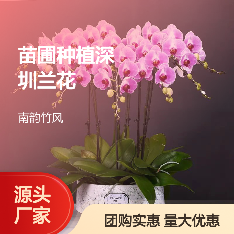 蝴蝶兰基地批发 苗圃种植深 圳兰花批发零售中心 团购更实惠