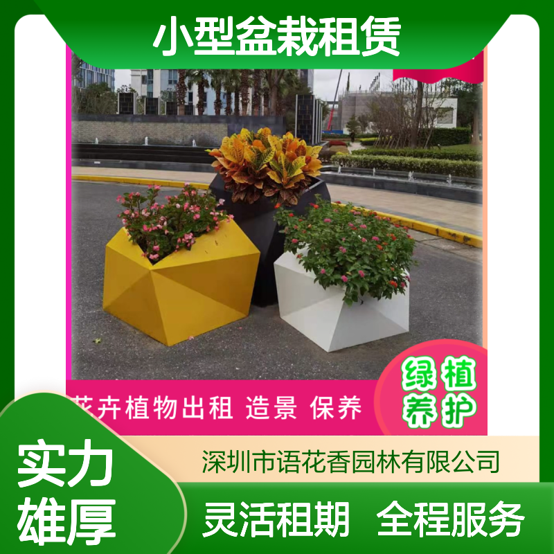 小型盆栽租赁 专业团队设计 长期短期灵活租摆方案