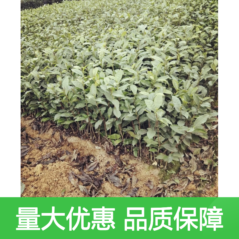 紫鹃茶袋苗 春季采摘品质上乘 产地直供 技术支持