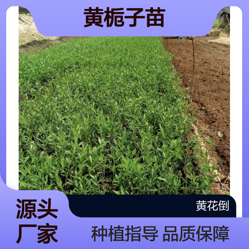 黄栀子苗 园林植物常绿灌木 果色鲜艳 易种易活