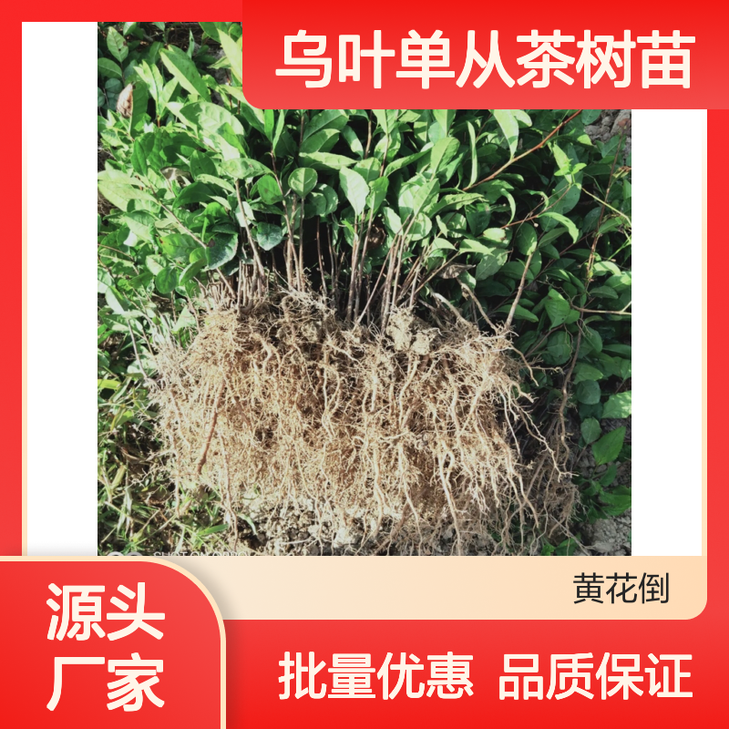 乌叶单从茶树苗 种植主产区直供 品质优良 园林精选