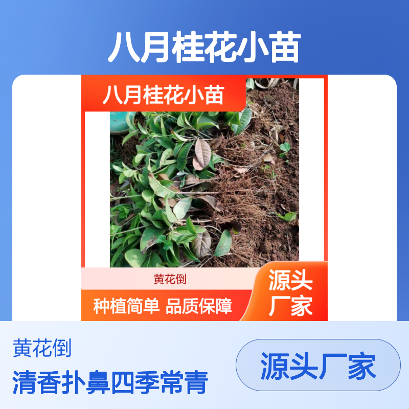 八月桂花小苗 枝接法繁殖 四季常青 清香扑鼻 移栽简单