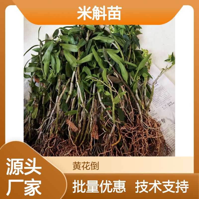 铁皮石斛苗批发 基地直供移栽方便 适应性强 管理简单