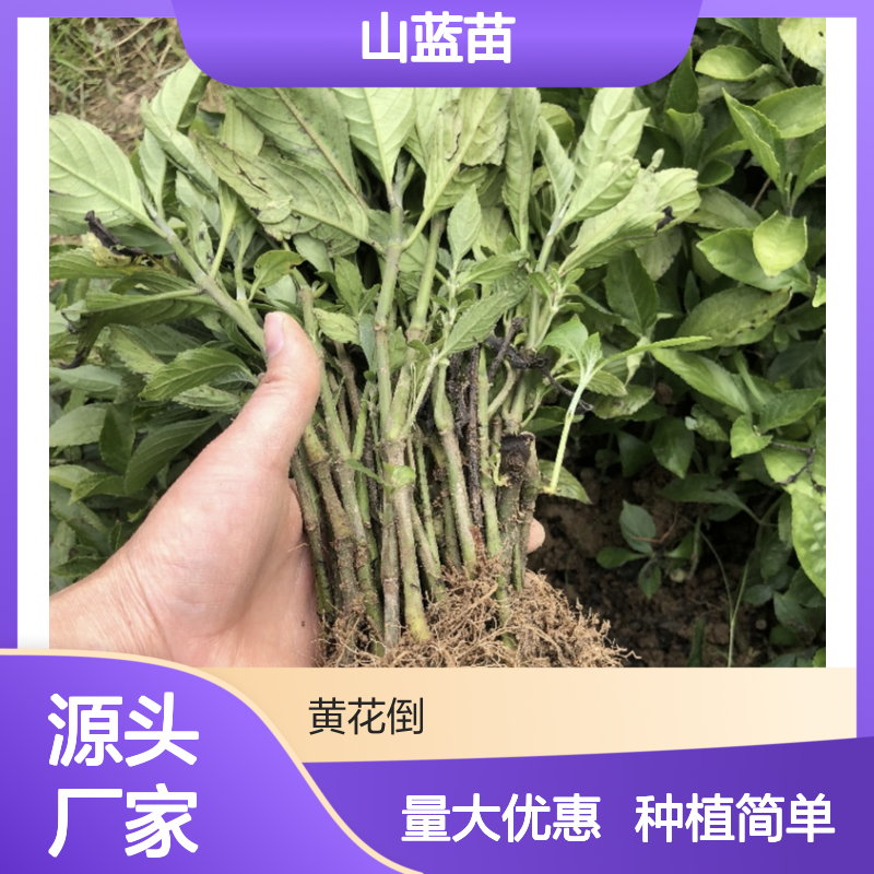 山蓝种植基地 优质山蓝苗供应 生长旺盛 易于管理