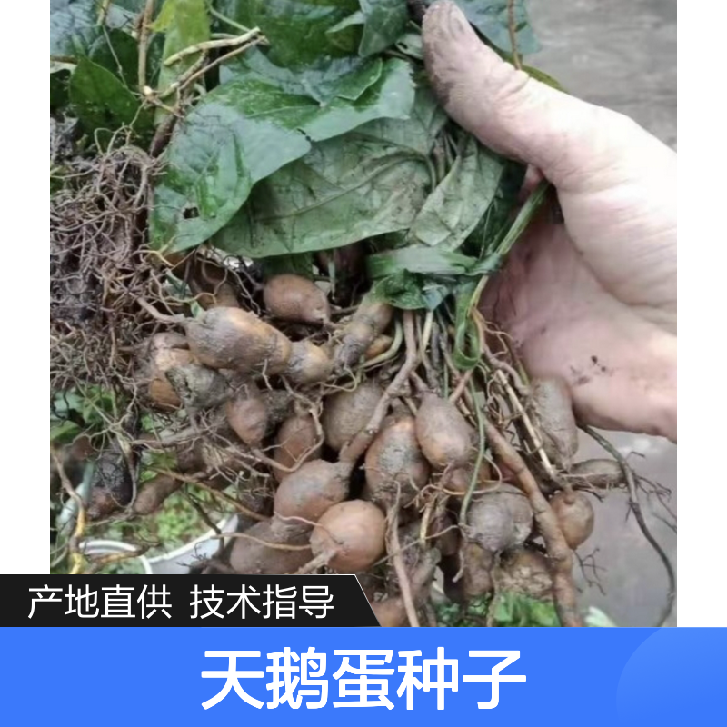 当年新采天鹅蛋种子 产地直供技术指导 品质保证