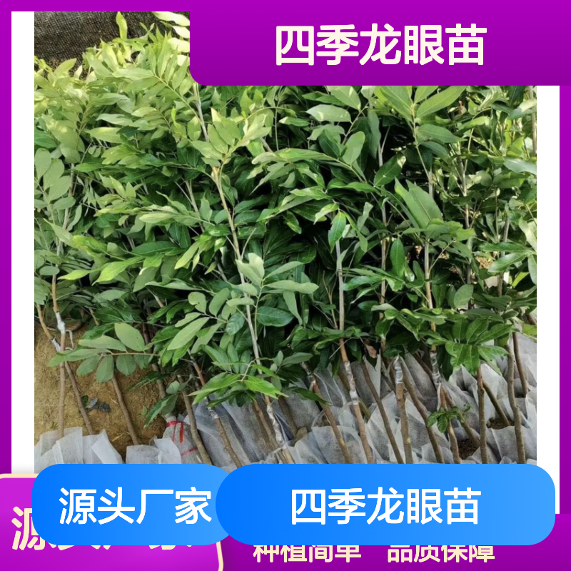 四季龙眼苗 批发零售 广泛适种 高成活率 源头直供