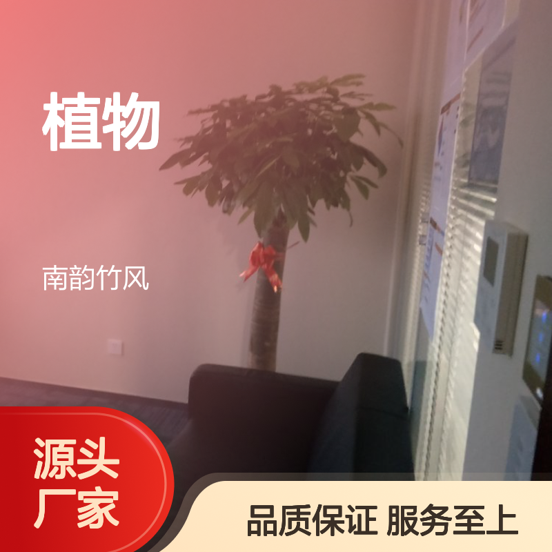 南韵竹风植物租摆服务 承接绿化工程 品种多样