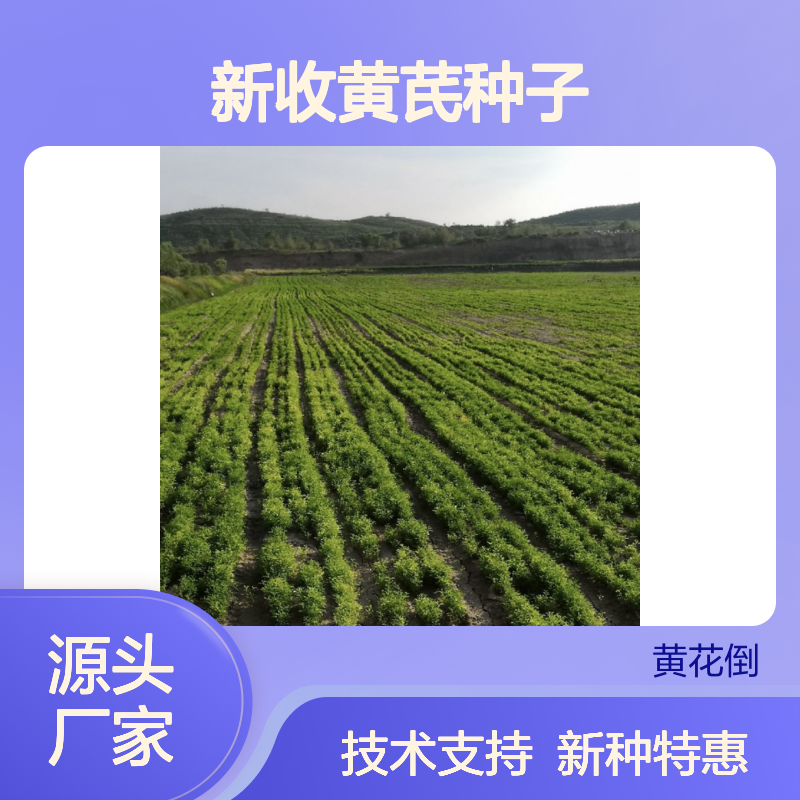 当年新收黄芪种子 产地一手货源免费技术指导