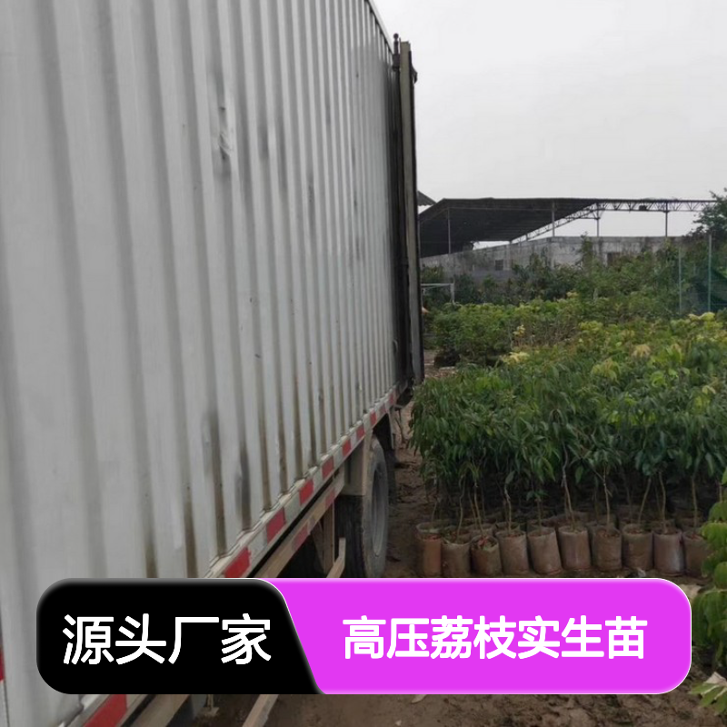 高压荔枝实生苗 现起现发 带种植技术 鲜食佳选