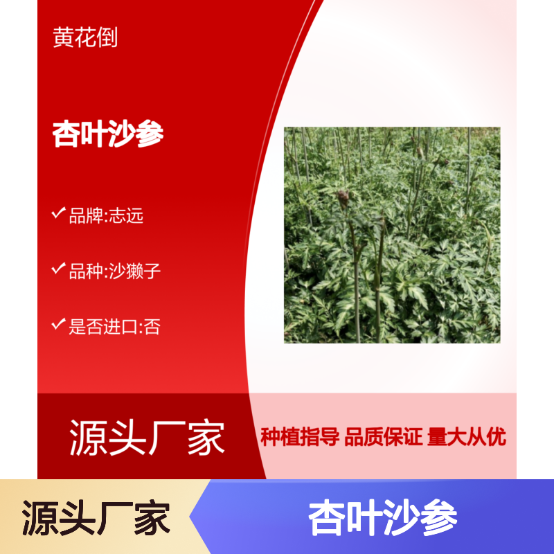 杏叶沙参种苗 源头直供 园林优选 品质保证 全国包邮