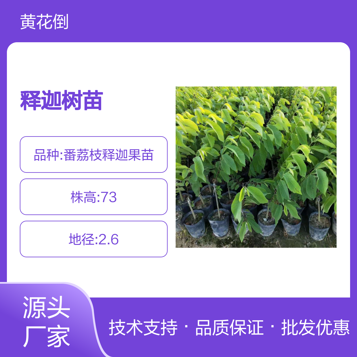 释迦树苗批发 番荔枝果树苗木基地直供 货源稳定