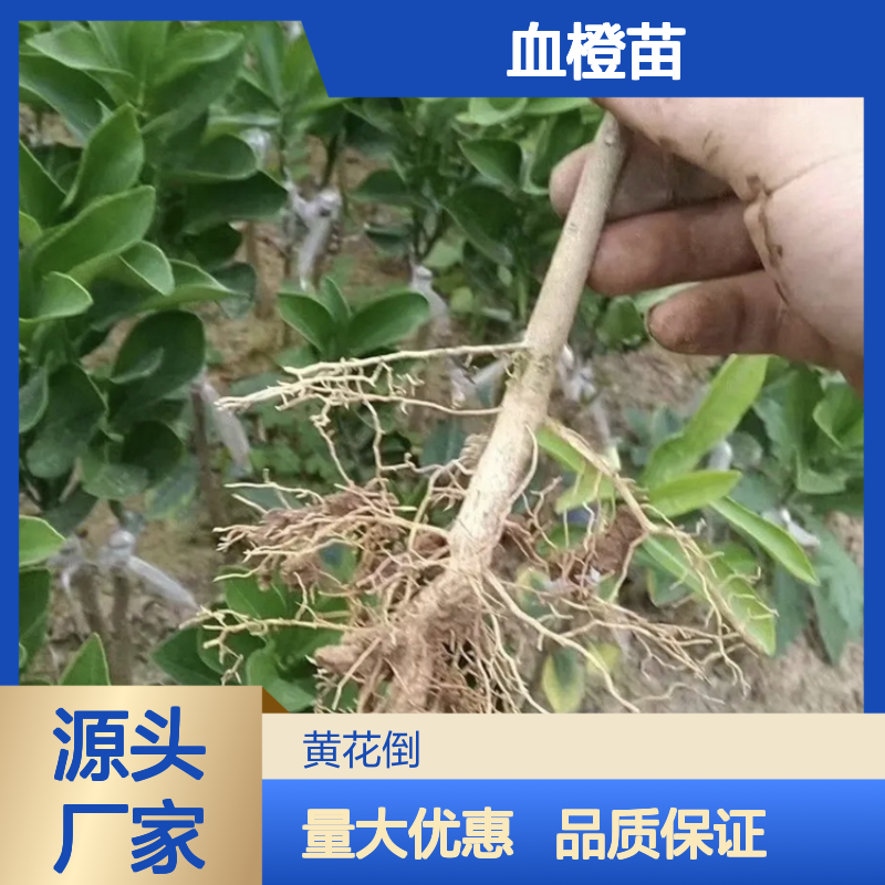 精选血橙苗 种植基地直供果树苗木 香气浓郁 管理规范