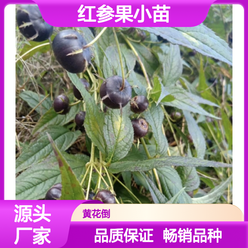 红参果小苗 特色种植品种 饱满多汁 酸甜可口 滋补益气