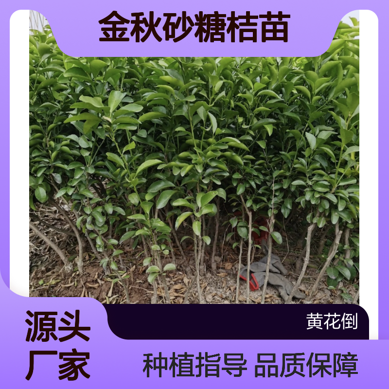 正宗金秋砂糖桔苗 种植基地直供 无渣细腻 鲜美极甜