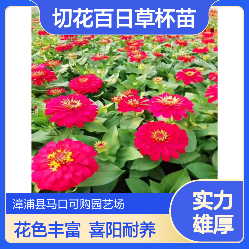 花镜切花百日草杯苗 0.9年苗多色重瓣 喜阳中性 园林景观观花优选