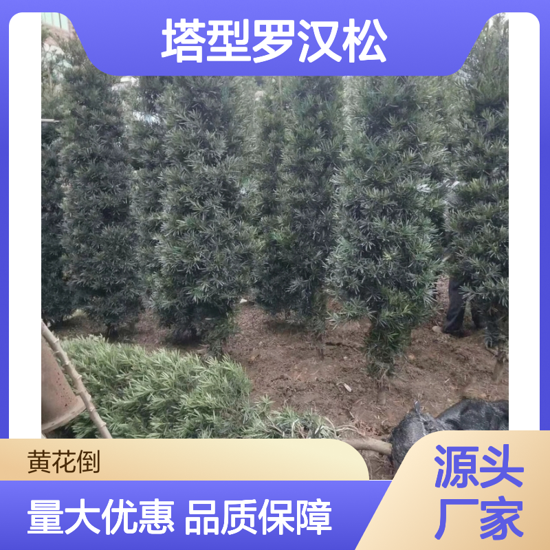 塔型罗汉松批发 四季常绿寓意好 姿态优美 易于蟠扎