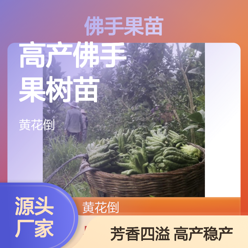 佛手果苗基地直供 高产佛手果树苗 观赏性强 易于修剪