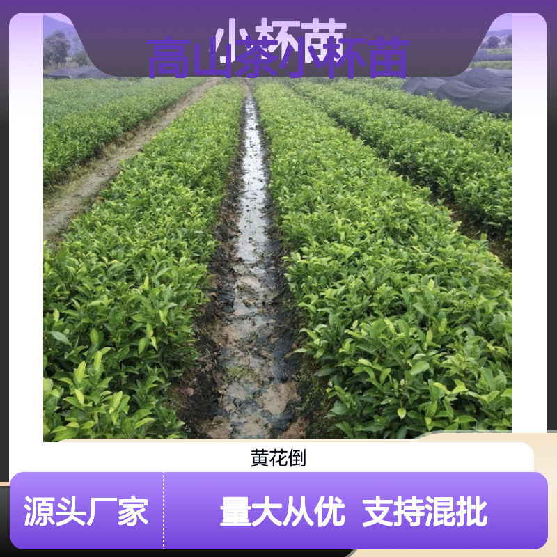 高山茶小杯苗 基地直供技术支持 品质保证 园林绿化