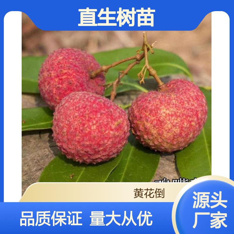 基地批发冰荔枝直生树苗 全程技术指导 十几年苗木培育经验