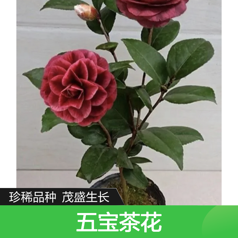 金君辉煌五宝茶花苗 珍稀重瓣型 生长旺盛 叶片浓绿