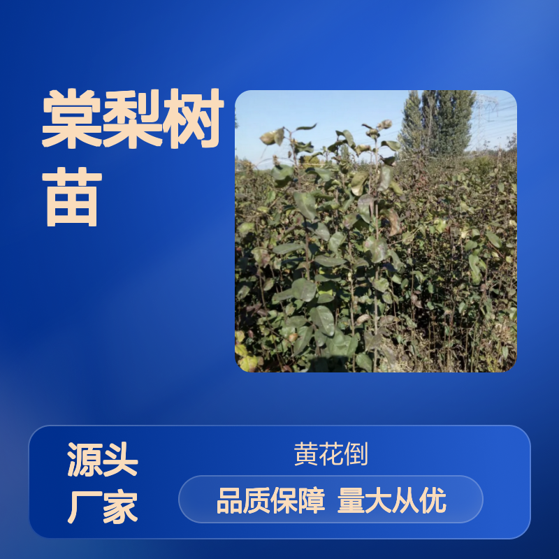 棠梨树苗 栽培梨砧木 园林栽植优选 耐粗放管 分布广泛