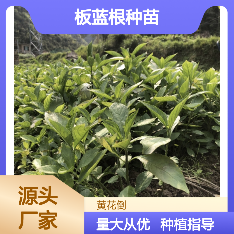 板蓝根种苗 田间管理技术指导 成活率高 生长迅速