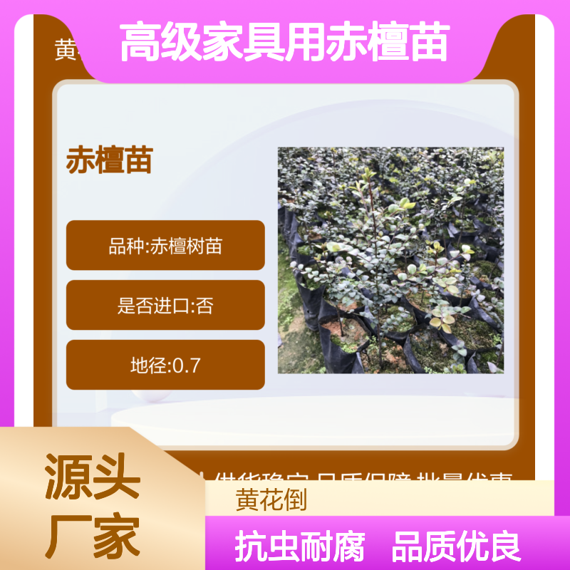 高级家具用赤檀苗供应 品质优良 抗虫耐腐 速生树种
