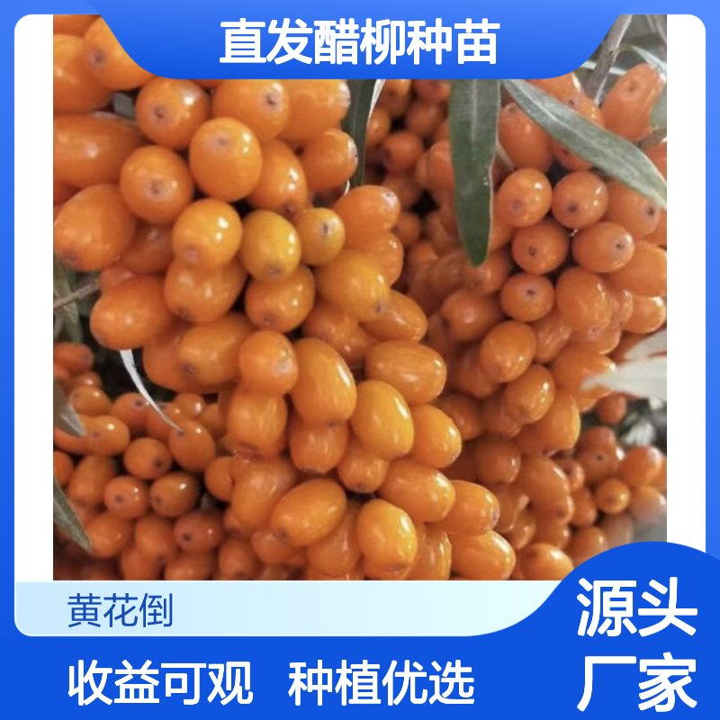 产地直发醋柳种苗 种植收益好荒山农田均可种植