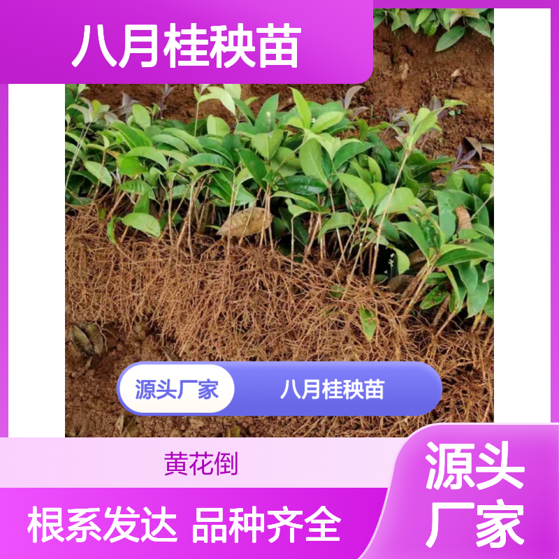 现起现发八月桂秧苗 品种齐全质量保证 根系发达种植好管理