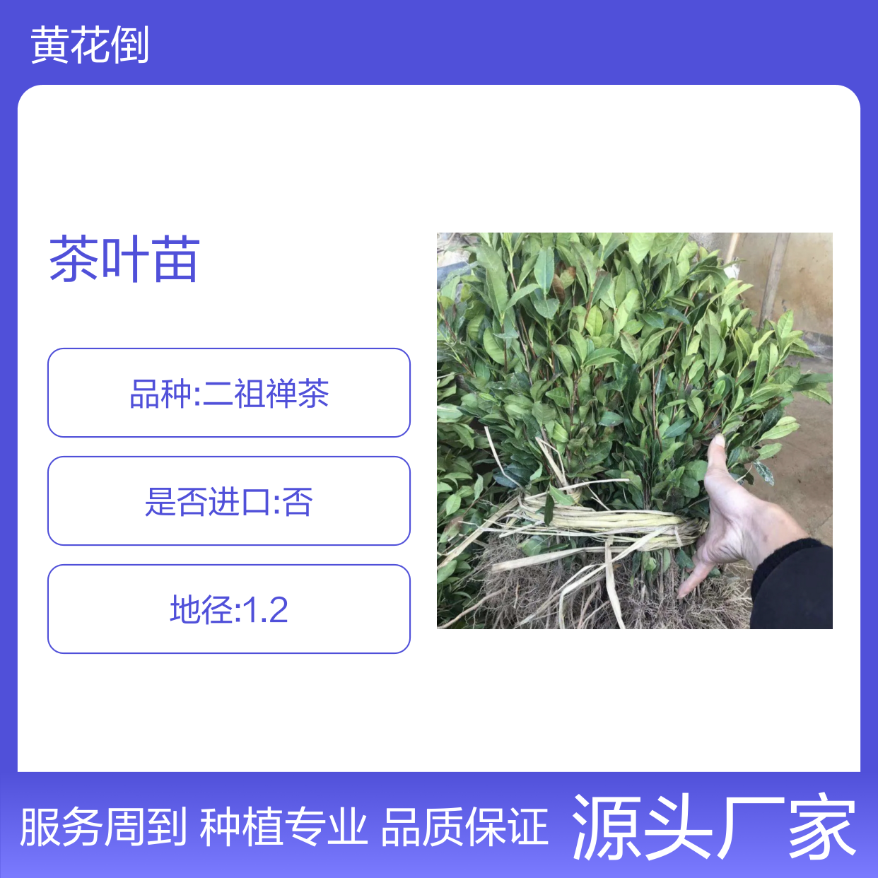 龙井43号茶叶苗 种植园直供 肥硕翠绿 香气宜人