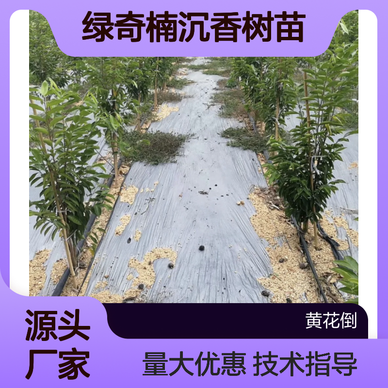 绿奇楠沉香树苗 基地直供 种植技术指导 四季常青