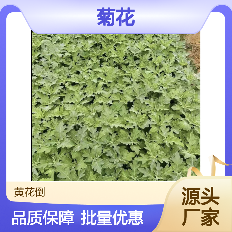 菊花小苗基地直供 多头独本艺菊齐全 优选品种