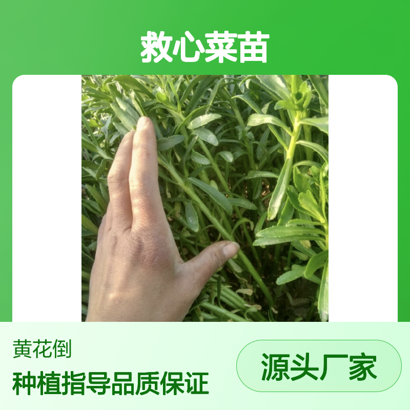 救心菜苗 多年生草本 扦插易活 叶片肥厚 四季采摘
